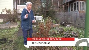 Голова садовая   Как помочь перезимовать гортензии