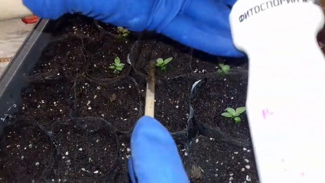 ПЕРЕВАЛКА ЭУСТОМЫ В ОТДЕЛЬНЫЕ ЁМКОСТИ.ОБЗОР КОРНЕВОЙ СИСТЕМЫ смотреть онлайн