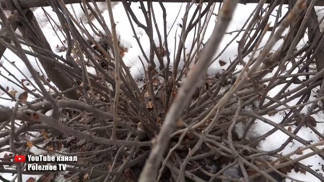 ПРАВИЛЬНАЯ ОБРЕЗКА СМОРОДИНЫ ВЕСНОЙ ДЛЯ УВЕЛИЧЕНИЕ УРОЖАЯ ОМОЛОЖЕНИЯ КУСТА