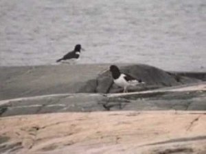 Кулик-сорока