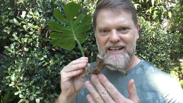 Monstera Cutting and Water Propagation - House Plant Ideas смотреть онлайн