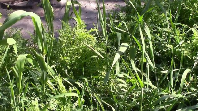 Сидераты в грядках. Что у меня посажено? Плодородие почвы и сидераты. смотреть онлайн