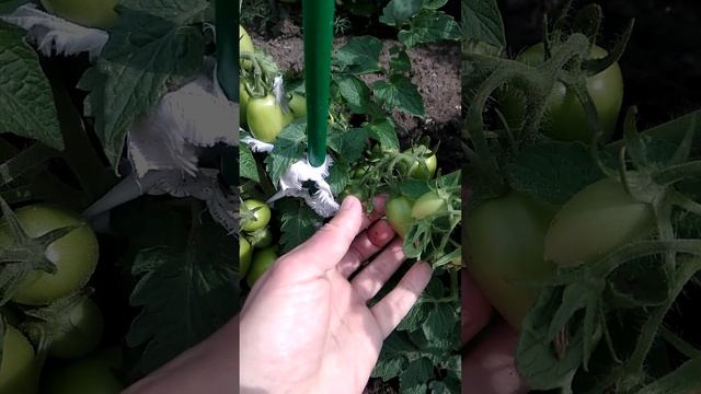 Скоро будет большой урожай томатов