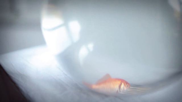 Olafur Arnalds - This Place Was A Shelter_GeneroTv Contest (by Zerostile Factory) смотреть онлайн