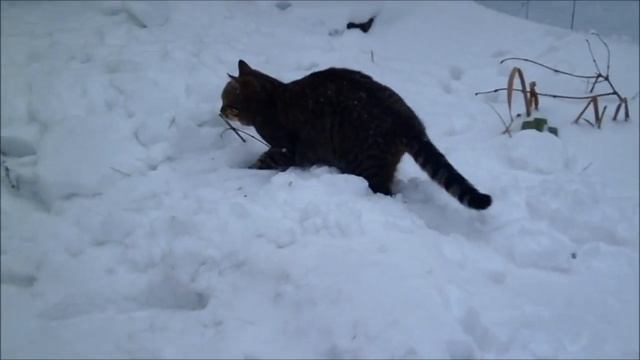 Кот и снежок. Смотреть видео смотреть онлайн