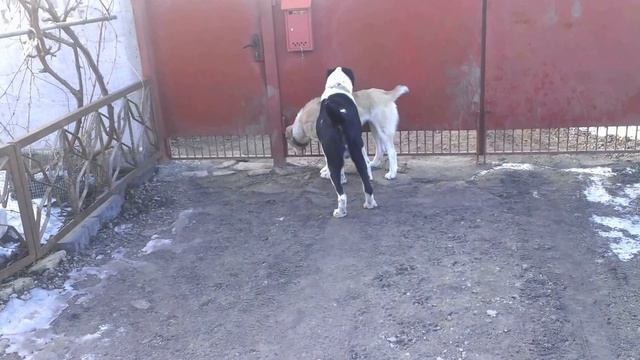 Бой алабаев!!!!