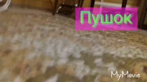 Новый питомец?!? Кто же это? Nyan Cat