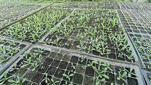 ?Выращивание семян статицы, кермека фирмы Volmary Выращивание сухоцветов