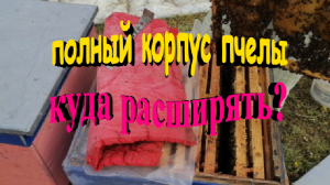 Полный корпус пчелы. Куда расширять Постановка второго корпуса