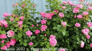 Лидеры продаж. Пять сортов роз группы шраб (парковые)
