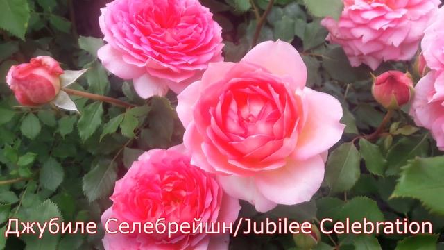 Jubilee Celebration (Джубиле Селебрейшн) - питомник роз "Розы от Татьяны"