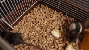 КРЫСА НЕ СМОГЛА ВЫКОРМИТЬ КРЫСЯТ. ЧТО ДЕЛАТЬ ЕСЛИ КРЫСЯТА ЛЫСЕЮТ?