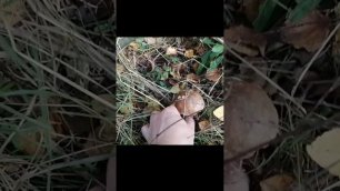 Красивый гриб в осеннем лесу.