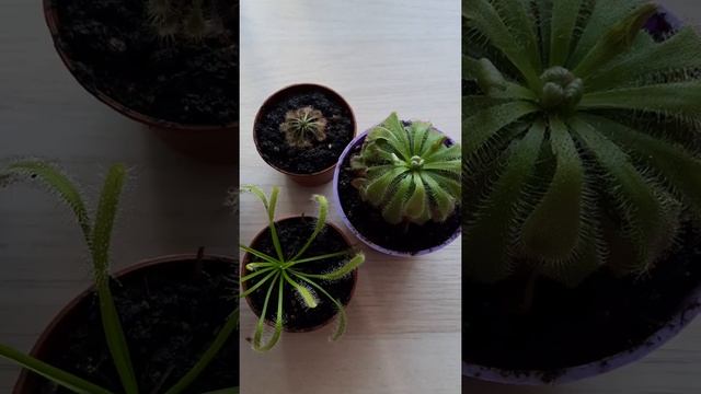 Мои злючки. Росянки и Венерина мухоловка смотреть онлайн