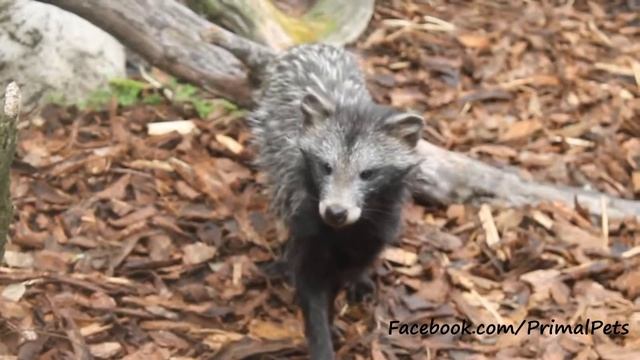 Raccoon Dogs Up Close (Nyctereutes procyonoides) смотреть онлайн