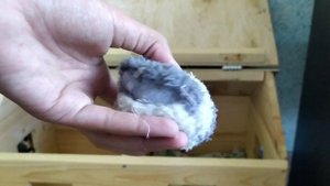 Уголок для кошки/ место для сна/ как сделать