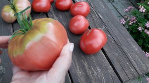 Томат Гордость Сибири - сорт , который посажу снова.
