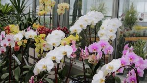 Как правильно выбрать Фаленопсис в магазине.