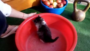 УМИЛЕНИЕ!))) коте играет няшка няша маленький котик играет