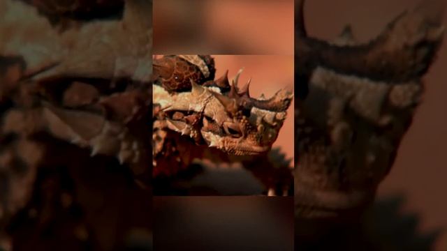 Ящерица способная пить воду кожей. Молох #shorts #facts #шортс смотреть онлайн