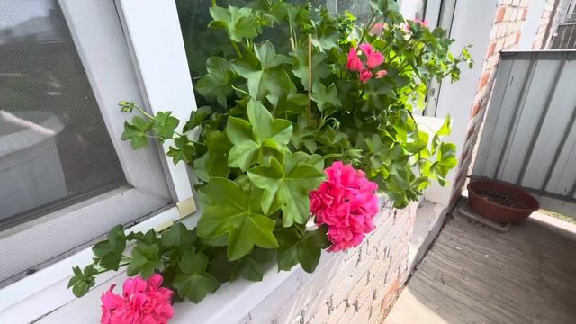 Как Продлить 🌺ЦВЕТЕНИЕ 🌺 ПЕЛАРГОНИИ? Чем НАКОРМИТЬ?
