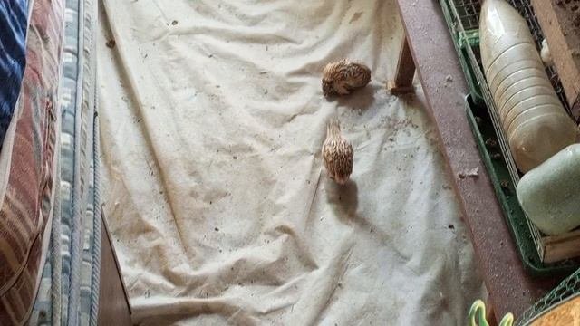 побег