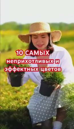 Самые неприхотливые цветы для сада