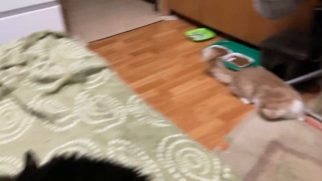 Котики Сёмочка играет с ковриком и приглашает побегать Лёсика