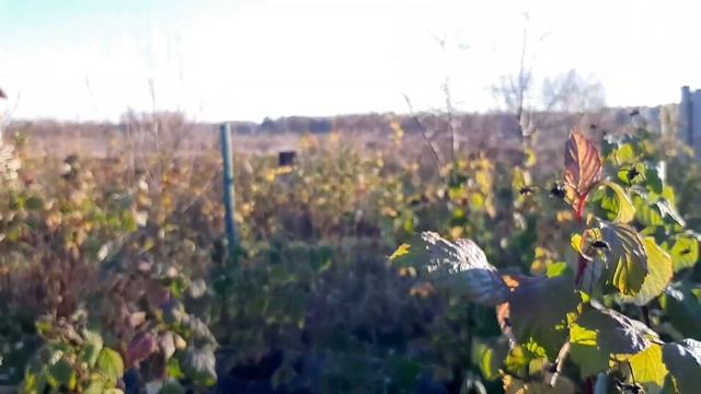 Середина ноября. Укрываю розу на зиму. Шью кухонные полотенца. Видео для релаксации. смотреть онлайн