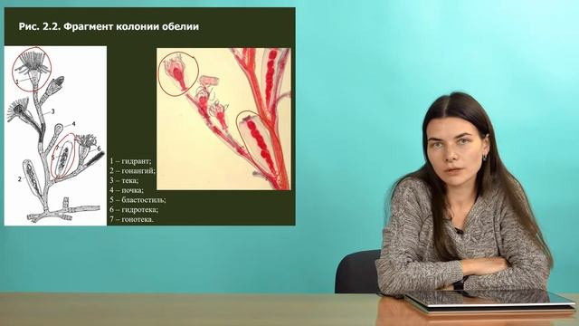 Зоология беспозвоночных. Стрекающие (Часть 1 — Гидроидные и Сцифоидные)