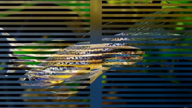 Данио рерио 1 смотреть онлайн