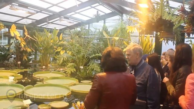 В Москве сегодня раскрылась самая большая кувшинка в мире
