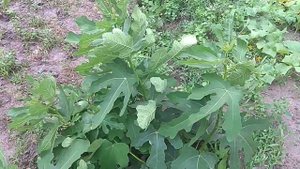 Что делать чтобы инжир начал давать плоды?