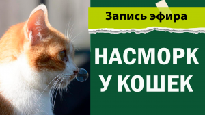 Насморк у кошек