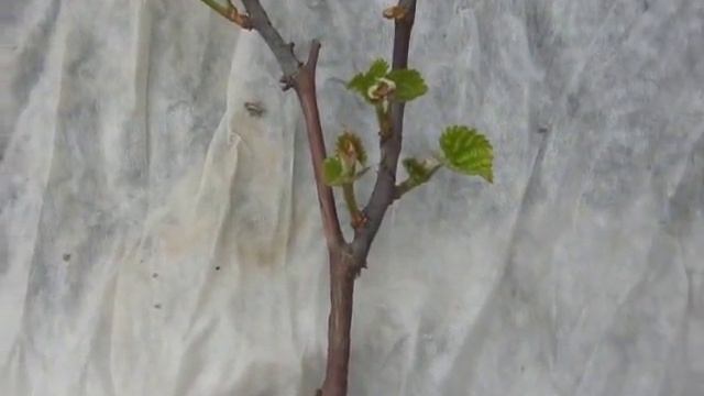 Формирование саженца винограда весной. смотреть онлайн