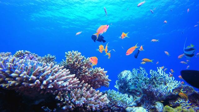 The Colors of the Ocean 4K Octopus, Underwater Wonders + Relaxing Music  4K Relaxation Video смотреть онлайн