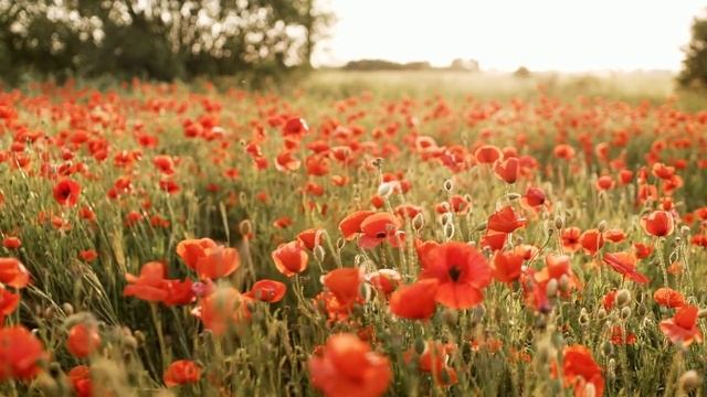 Стихотворение "Планета" автор Селина С. смотреть онлайн