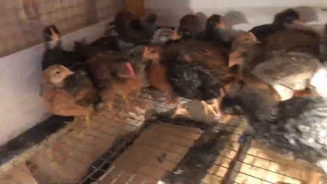 Цыплята от породных кур и доминанты! Пасхальное яйцо! смотреть онлайн