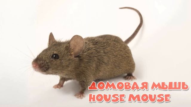 Животные Нидерландов / Animals of the Netherlands смотреть онлайн