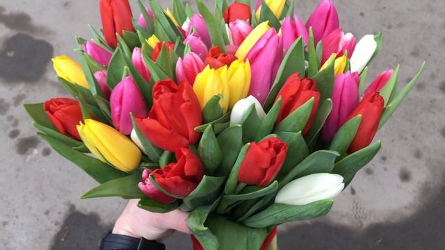 51 голландский тюльпан смотреть онлайн