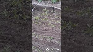 Выращивание томатов безрассадным способом. Мой опыт?