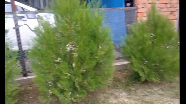 мой садик продолжаем знакомство