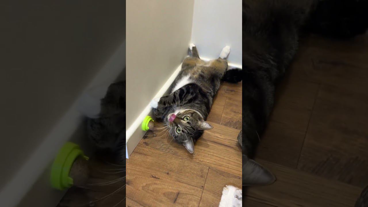 #начиле  котик