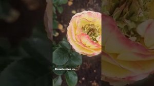 HOUDINI. Гудини. роза Чайно-гибридная, ананасная