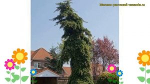 Пихта вича Пендула. Краткий обзор, описание характеристик abies veitchii Pendula