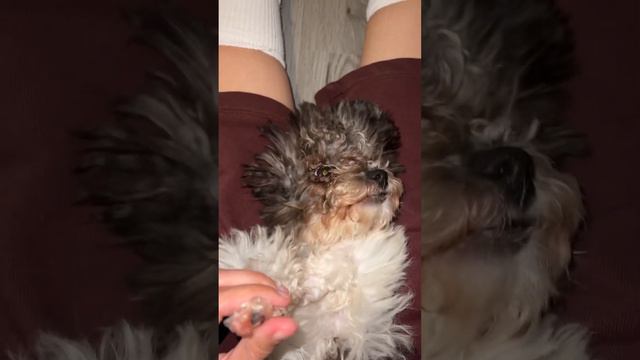 Сладкая девчонка! #тойпудель #собака #toypoodle #питомцы #любимица