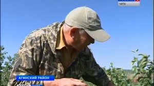 Плодопитомник