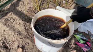 У розы нет корней -  как реанимировать.