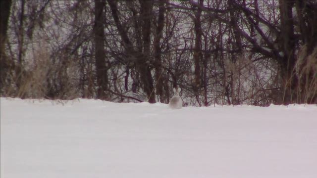 Охота на зайца. Собаки на чеку!!!А я и не в курсе... смотреть онлайн