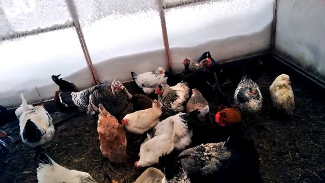 Прививки от ковида? 🤒Как так не болел, а антитела есть? У вас тоже так? 🤪🤧😕 смотреть онлайн